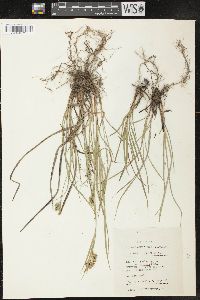 Carex pallescens image