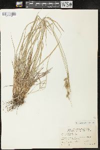 Carex pallescens image