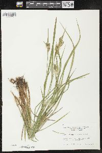 Carex pallescens image