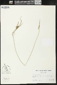 Carex pallescens image