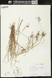 Carex pallescens image