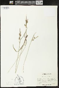 Carex pallescens image