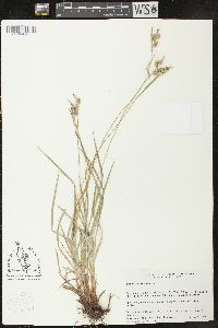 Carex pallescens image