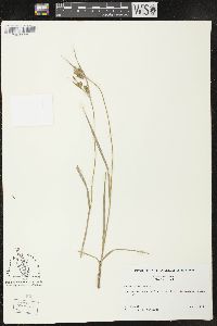 Carex pallescens image