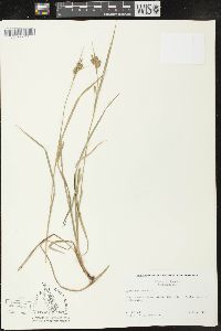 Carex pallescens image