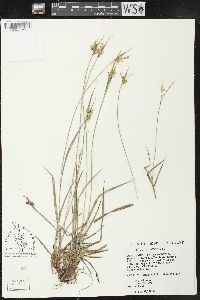 Carex pallescens image