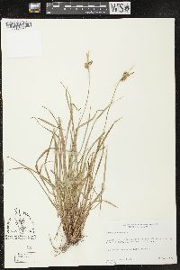 Carex pallescens image