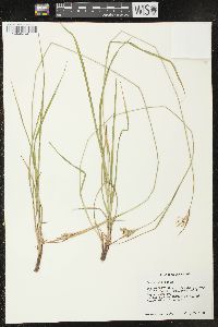 Carex pallescens image