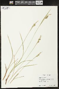 Carex pallescens image