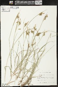 Carex pallescens image