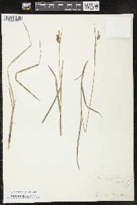 Carex pallescens image