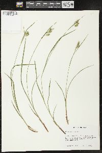 Carex pallescens image