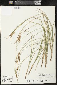 Carex pallescens image