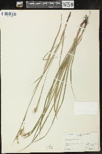 Carex pallescens image