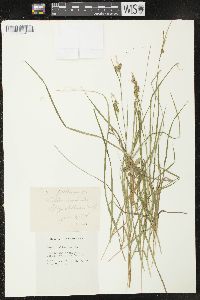 Carex pallescens image