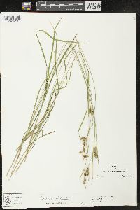 Carex pallescens image