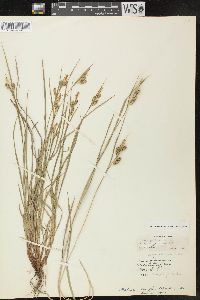 Carex pallescens image