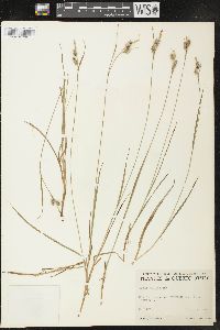 Carex pallescens image