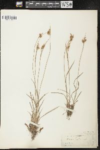 Carex pallescens image