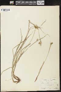 Carex pallescens image