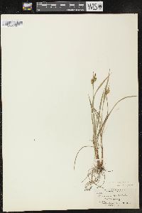 Carex pallescens image