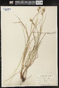 Carex pallescens image