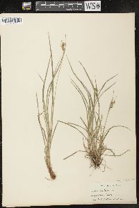 Carex pallescens image