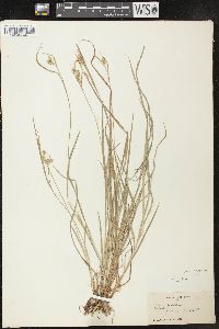 Carex pallescens image