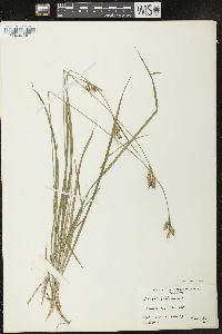 Carex pallescens image