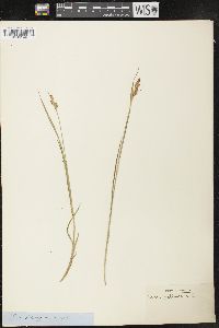 Carex pallescens image