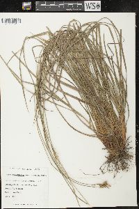 Carex pallescens image