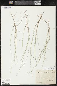 Carex pauciflora image