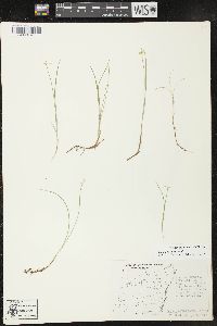 Carex pauciflora image