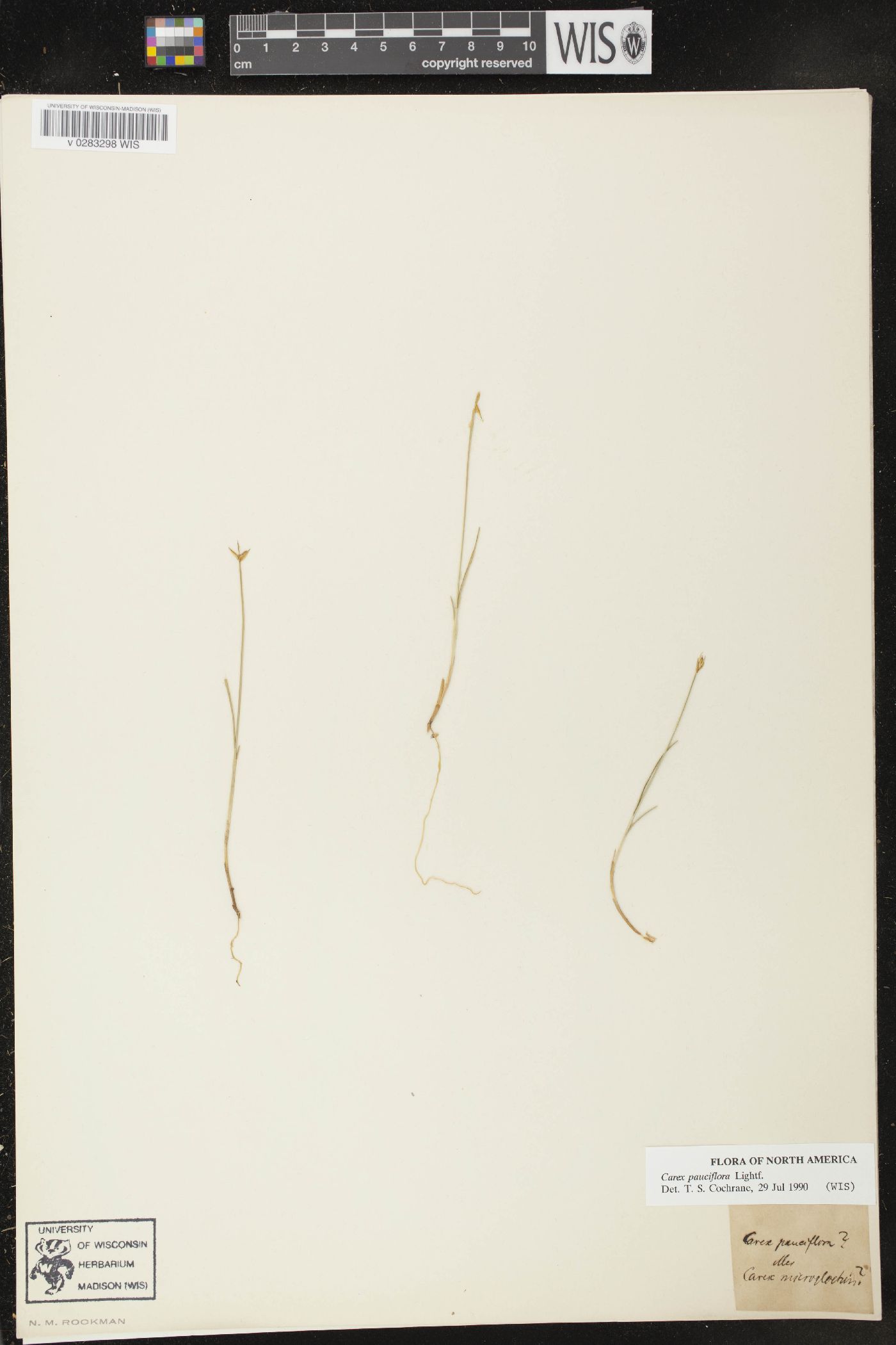 Carex pauciflora image