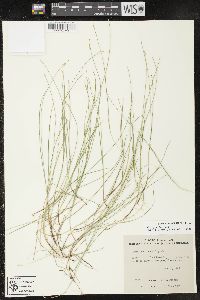 Carex pauciflora image