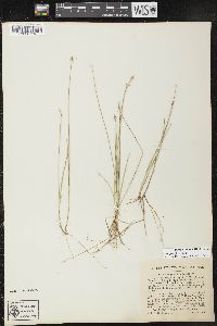 Carex pauciflora image