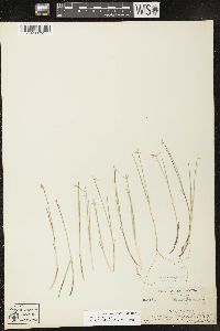 Carex pauciflora image