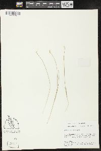 Carex pauciflora image