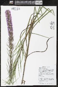 Liatris pycnostachya image