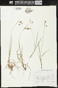 Carex paupercula image