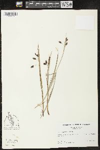 Carex paupercula image