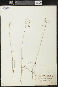 Carex magellanica image