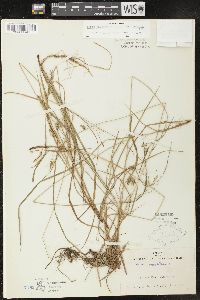 Carex paupercula var. pallens image