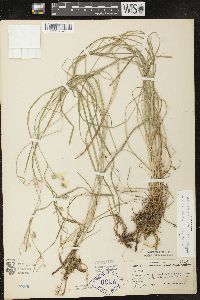 Carex paupercula var. pallens image