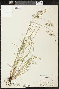 Carex paupercula var. irrigua image