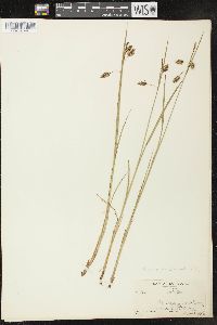 Carex paupercula var. irrigua image