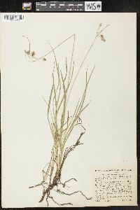 Carex paupercula image