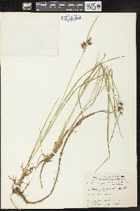 Carex paupercula image