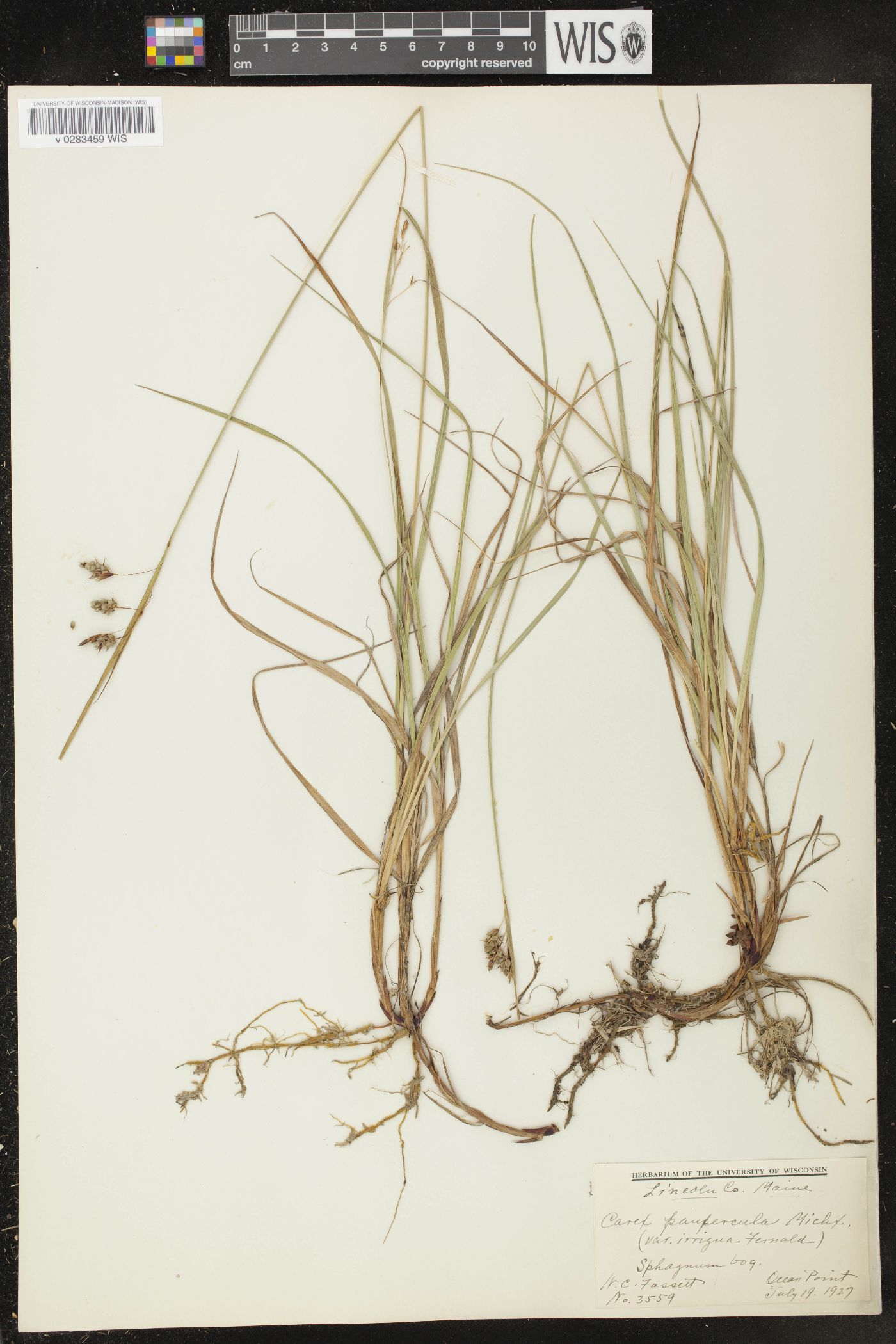 Carex paupercula var. irrigua image