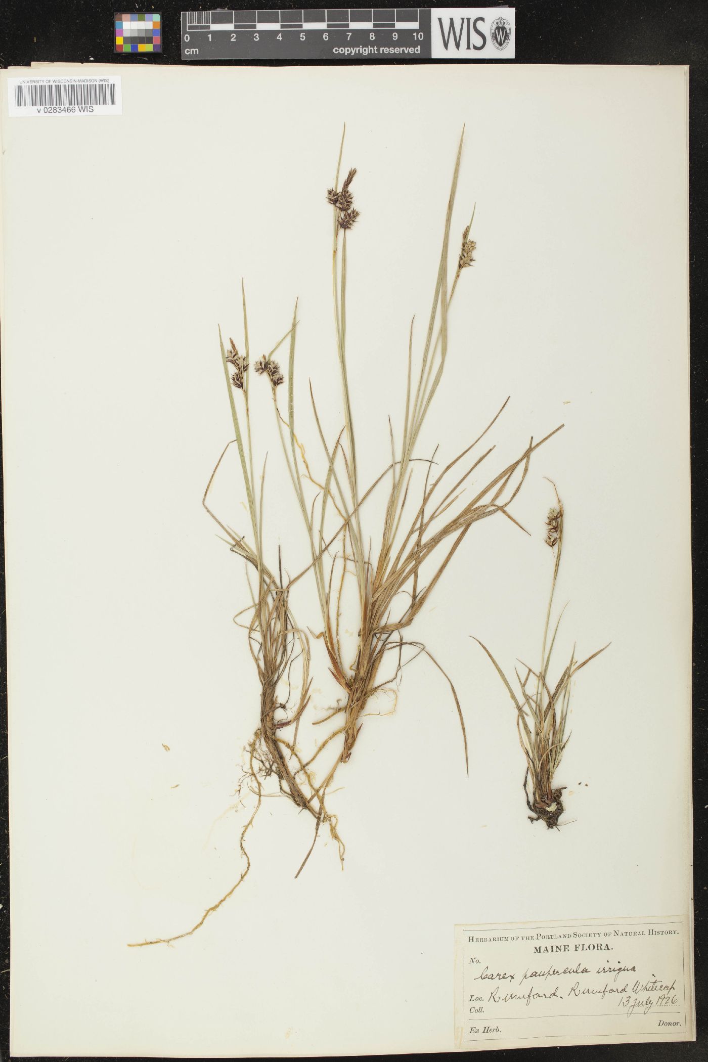 Carex paupercula var. irrigua image